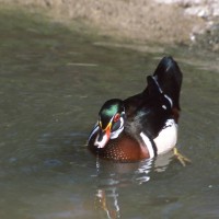 Wood Duck